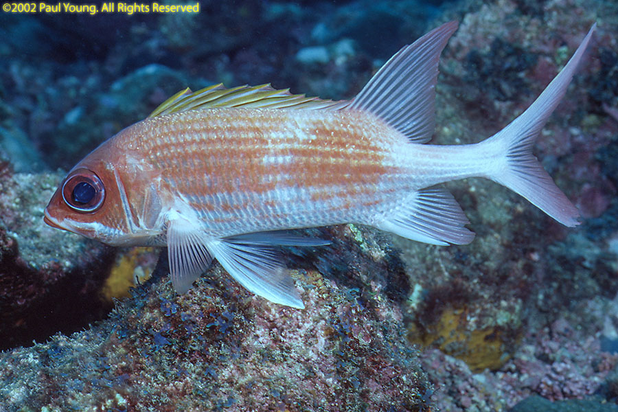 Sao Tome e Principe Photo Gallery